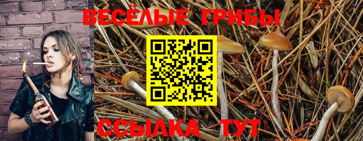 Псилоцибиновые грибы Psilocybine cubensis  Вход с VPN  Курчатов 
